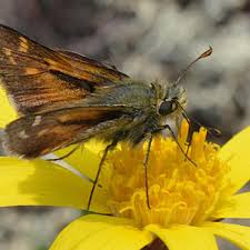 Attēlu rezultāti vaicājumam “Hesperia comma underside”
