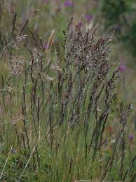 Attēlu rezultāti vaicājumam “Festuca rubra subsp. rubra leaf”