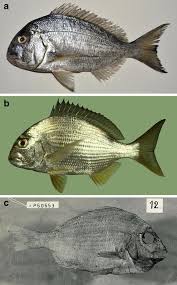 Image result for Rhabdosargus holubi