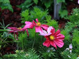 Image result for Schmuckkörbchen