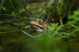 Attēlu rezultāti vaicājumam “Pelophylax juvenile”