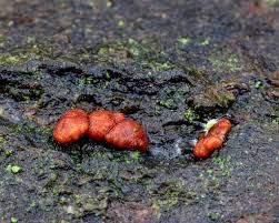 Attēlu rezultāti vaicājumam “Hypocrea rufa”