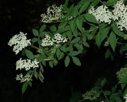 Attēlu rezultāti vaicājumam “Adoxaceae”