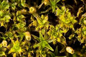 Attēlu rezultāti vaicājumam “Syntrichia”