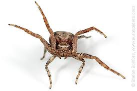 Attēlu rezultāti vaicājumam “Xysticus cristatus”