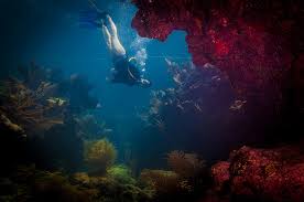 Image result for Looe Diving Club