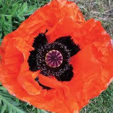 Attēlu rezultāti vaicājumam “Papaver orientale”