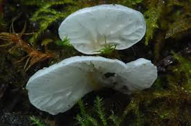 Attēlu rezultāti vaicājumam “Rimbachia neckerae”