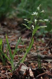 Attēlu rezultāti vaicājumam “Poa remota bud”