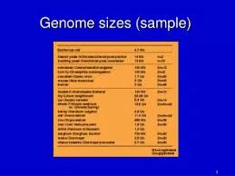 Image result for genome sizes