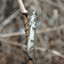 Attēlu rezultāti vaicājumam “Zophodia grossulariella”