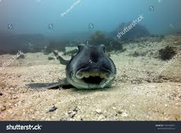 Image result for Heterodontus portusjacksoni