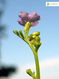 Attēlu rezultāti vaicājumam “Cakile maritima subsp. baltica flower”