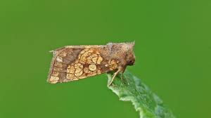 Attēlu rezultāti vaicājumam “Gortyna flavago”