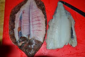 Image result for Microstomus kitt