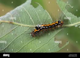 Attēlu rezultāti vaicājumam “Euproctis similis larva”