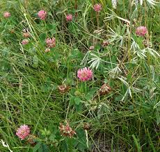 Attēlu rezultāti vaicājumam “Trifolium hybridum flower”