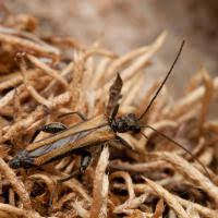 Attēlu rezultāti vaicājumam “Oedemera femorata”