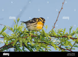 Image result for Dendroica fusca