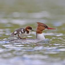 Attēlu rezultāti vaicājumam “Mergus merganser female”