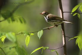 Image result for Seiurus aurocapilla