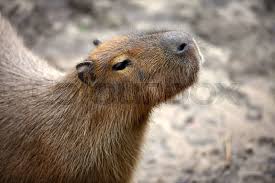 Attēlu rezultāti vaicājumam “Hydrochoerus hydrochaeris”