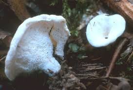 Attēlu rezultāti vaicājumam “Sistotrema confluens”