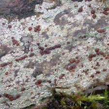 Attēlu rezultāti vaicājumam “Trapelia coarctata”