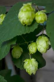 Attēlu rezultāti vaicājumam “Humulus lupulus bud”