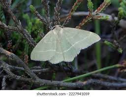 Attēlu rezultāti vaicājumam “Chlorissa viridata”