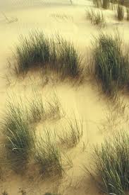 Attēlu rezultāti vaicājumam “Ammophila arenaria”