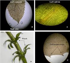 Attēlu rezultāti vaicājumam “Hydrilla verticillata leaf”