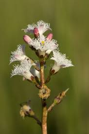 Attēlu rezultāti vaicājumam “Menyanthes trifoliata fruit”