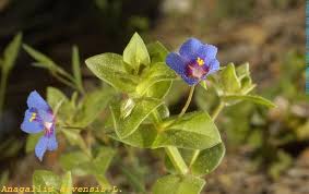 Image result for Anagallis arvensis