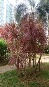 Attēlu rezultāti vaicājumam “Diderma radiatum macro”