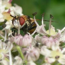 Attēlu rezultāti vaicājumam “Gymnosoma sp.”