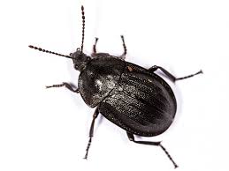 Attēlu rezultāti vaicājumam “Phosphuga atrata”