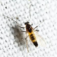 Attēlu rezultāti vaicājumam “Cricotopus male”