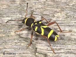 Attēlu rezultāti vaicājumam “Clytus arietis”