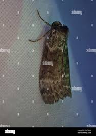 Attēlu rezultāti vaicājumam “Tetheella fluctuosa”