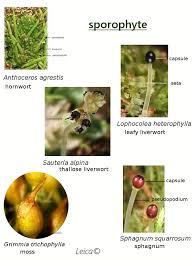 Attēlu rezultāti vaicājumam “Saelania glaucescens sporophyte”