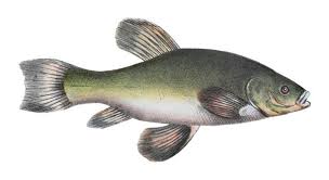 Image result for Tinca tinca