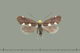 Attēlu rezultāti vaicājumam “Incurvaria oehlmanniella”