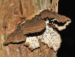 Attēlu rezultāti vaicājumam “Laurilia sulcata”