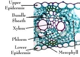Attēlu rezultāti vaicājumam “Zea mays leaf”