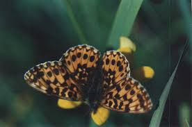 Attēlu rezultāti vaicājumam “Boloria dia upperside”