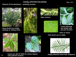 Attēlu rezultāti vaicājumam “Convolvulaceae”