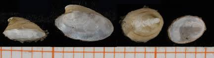 Attēlu rezultāti vaicājumam “Ancylus fluviatilis”