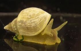 Attēlu rezultāti vaicājumam “Lymnaea stagnalis”