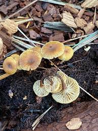 Attēlu rezultāti vaicājumam “Xeromphalina campanella”